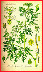 清新植物 清新花