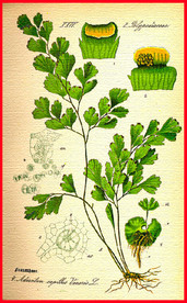 花卉花语 清新植物