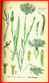 绿叶 叶子 叶脉