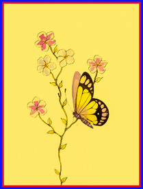 蝴蝶 方巾 方框