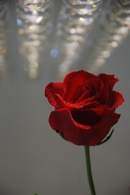 红玫瑰