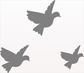 灰色的鸽子免抠图动植物元素