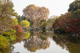 西湖 花港观鱼