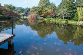 西湖 花港观鱼