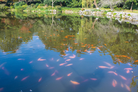 西湖 花港观鱼