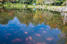 西湖 花港观鱼