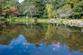 西湖 花港观鱼