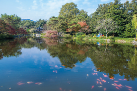 西湖 花港观鱼