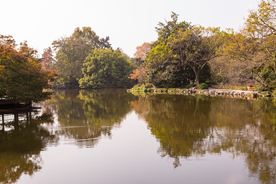 西湖 花港观鱼