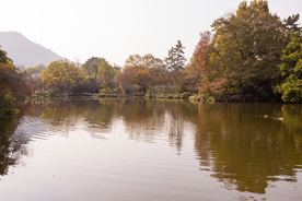 西湖 花港观鱼