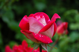 红玫瑰