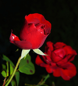 红玫瑰