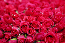 红玫瑰
