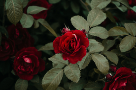 红玫瑰