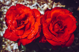红玫瑰