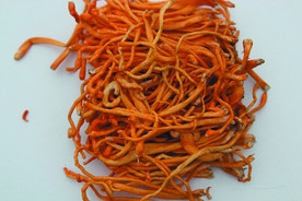 虫草花   菌   蘑菇