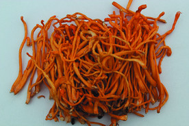 虫草花   菌   蘑菇