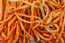 虫草花   菌   蘑菇