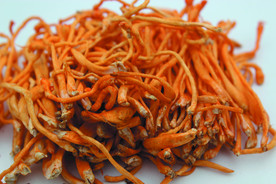 虫草花   菌   蘑菇