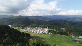 茶山茶树