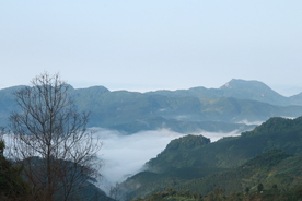 茶山云雾