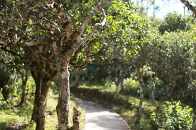 茶山 茶树