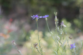 鲜花花朵花卉