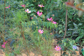 鲜花花朵花卉