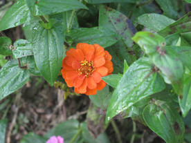 鲜花花朵花卉