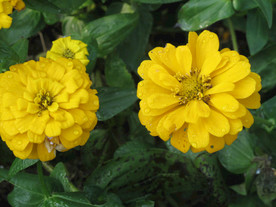 鲜花花朵花卉