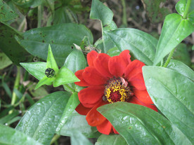 鲜花花朵花卉