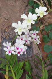 鲜花花朵花卉