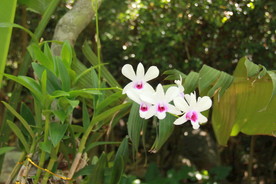 鲜花花朵花卉