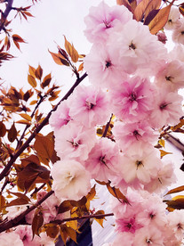 鲜花花朵花卉