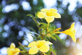 鲜花花朵花卉