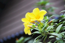 鲜花花朵花卉