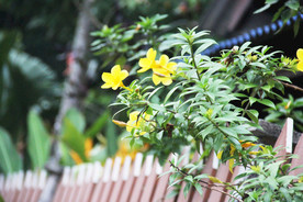鲜花花朵花卉