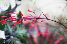 鲜花花朵花卉