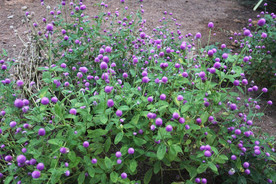 鲜花花朵花卉