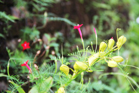 鲜花花朵花卉