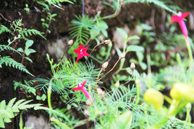 鲜花花朵花卉