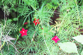 鲜花花朵花卉