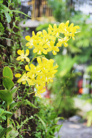 鲜花花朵花卉