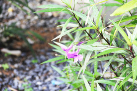 鲜花花朵花卉