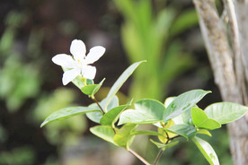 鲜花花朵花卉