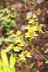鲜花花朵花卉