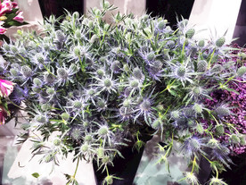鲜花花朵花卉