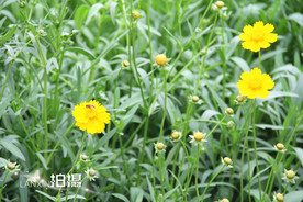 鲜花花朵花卉