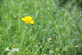 鲜花花朵花卉