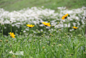 鲜花花朵花卉